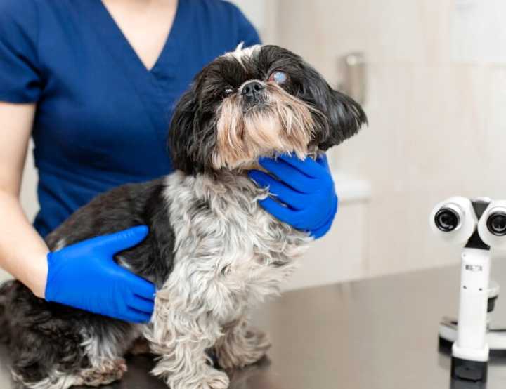 og with cataracts being held by a nurse in blue gloves next to ophthalmology equipment