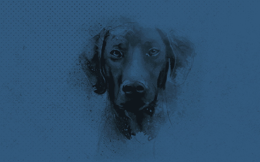 Artist's sketch of a black labrador on a navy blue background