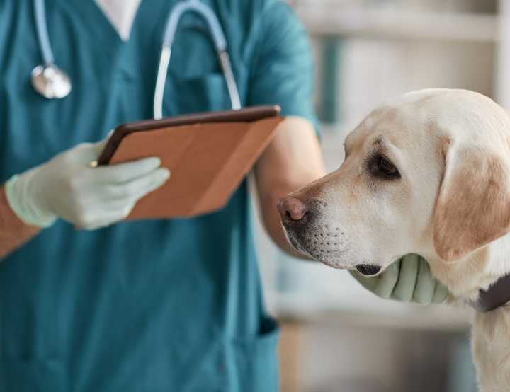 vet with a clipboard with a golden labrador dog