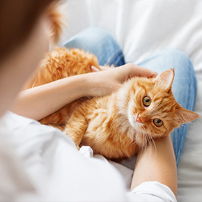 10 truths all cat owners will understand 10 truths all cat owners will understand