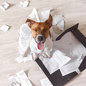 Dog behaviour explained: Five common traits Dog behaviour explained: Five common traits