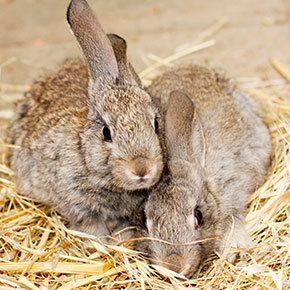 Calming rabbits on fireworks night Calming rabbits on fireworks night