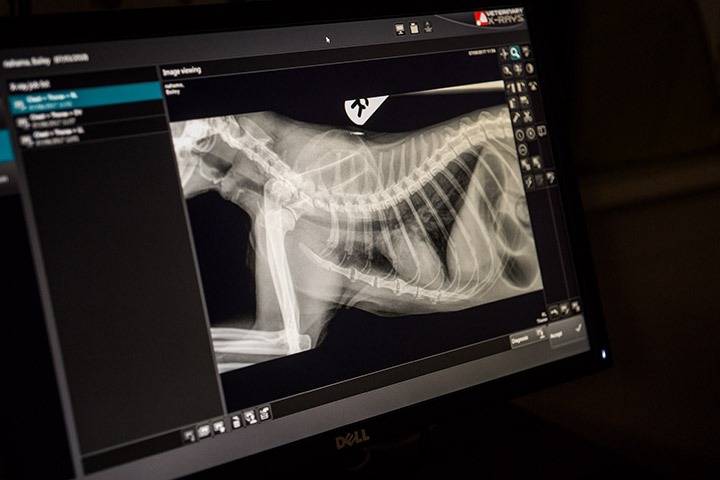 Digital pet x-rays in Bayswater