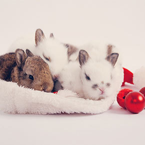 Bayswater Veterinary Clinic knows what rabbits want for Christmas