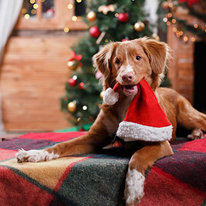 Keep your dog away from these festive treats