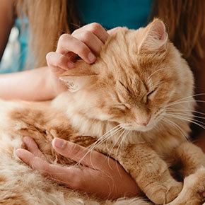 Cat struggling to move around? Ask us about arthritis