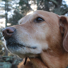 Bayswater Vets’ advice for owners of older dogs