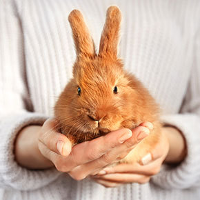 Caring for an older rabbit Caring for an older rabbit