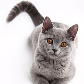 What’s your cat’s tail telling you? What’s your cat’s tail telling you?