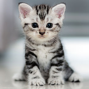 How to introduce a kitten in to the family in London How to introduce a kitten in to the family in London