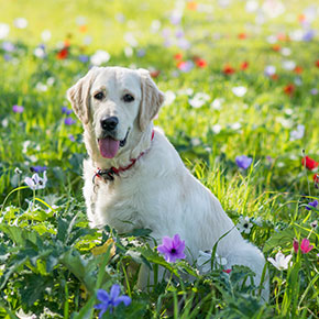 Is your dog allergic? Bayswater Vets has the answer