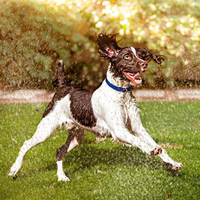 Having a dog reduces your risk of an early death Having a dog reduces your risk of an early death