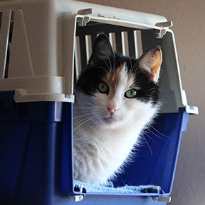 Tips for cat travel Tips for cat travel