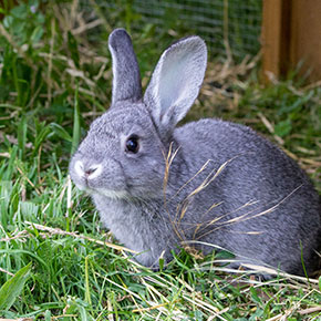 Bond with your rabbit in five easy steps Bond with your rabbit in five easy steps
