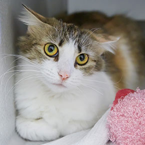 Make it easier to visit the vet with your cat Make it easier to visit the vet with your cat