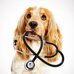 Three reasons for dog vets visits