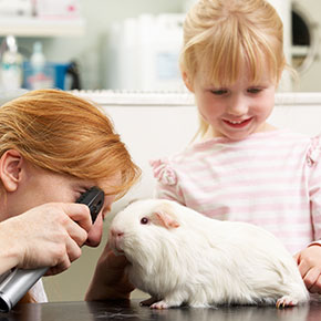 What to expect at a guinea pig check-up What to expect at a guinea pig check-up