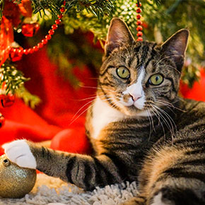 A better Christmas for cats around Bayswater A better Christmas for cats around Bayswater