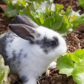 Help your rabbit get fitter
