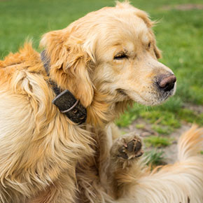 Protect your dog from worms in Bayswater Protect your dog from worms in Bayswater