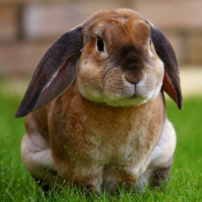 Spring in Bayswater – is your rabbit safe? Spring in Bayswater – is your rabbit safe?