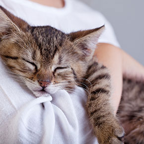 Five things our vet nurses can do for your cat Five things our vet nurses can do for your cat