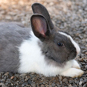 Are you giving your rabbit everything it needs? Are you giving your rabbit everything it needs?
