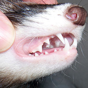 Vital dental advice from Bayswater Veterinary Clinic Vital dental advice from Bayswater Veterinary Clinic