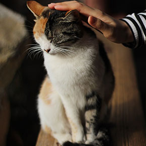Going on holiday? Consider a cat sitter Going on holiday? Consider a cat sitter