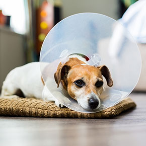 Dog neutering advice from Bayswater Veterinary Clinic Dog neutering advice from Bayswater Veterinary Clinic