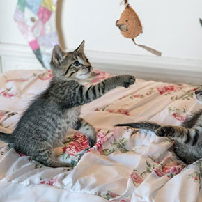 New kitten? Don’t miss our essential advice New kitten? Don’t miss our essential advice