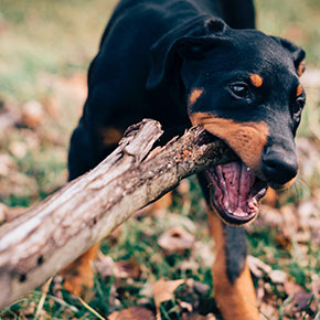 Inappropriate chewing in dogs from Bayswater