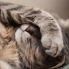 10 truths cat owners will understand 10 truths cat owners will understand