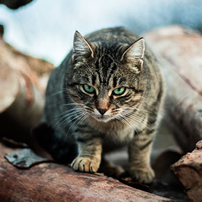 Cats in winter: Vital advice from Bayswater Veterinary Clinic
