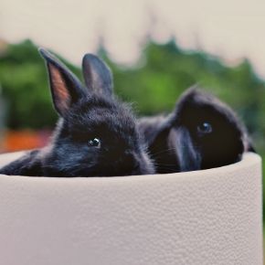 Bayswater Veterinary Clinic knows what rabbits want for Christmas
