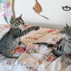 Our festive gift ideas for happy cats