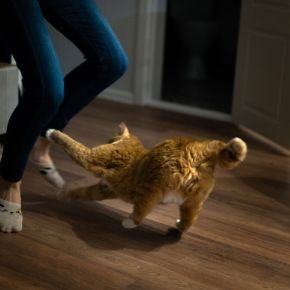 Simple and cheap ways to increase your cat’s vitality Simple and cheap ways to increase your cat’s vitality