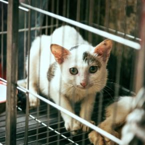 Tips from Bayswater Vets on adopting a cat Tips from Bayswater Vets on adopting a cat