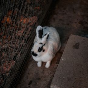 Have you thought about giving a rescue rabbit a home? Have you thought about giving a rescue rabbit a home?