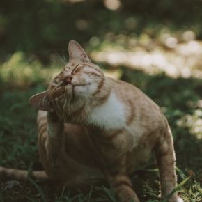 What to do if your cat has fleas What to do if your cat has fleas