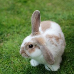 Has your rabbit got fleas? Has your rabbit got fleas?