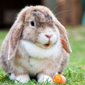 Is your pet vaccinated against RVHD? Is your pet vaccinated against RVHD?