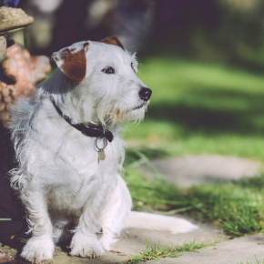 Bayswater Vets’ advice for checking your dog’s microchip Bayswater Vets’ advice for checking your dog’s microchip