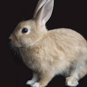Safeguard your rabbit with a microchip