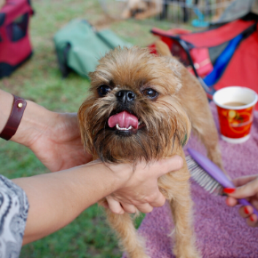Grooming your dog strengthens the bond between you Grooming your dog strengthens the bond between you