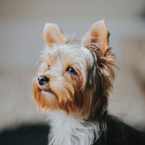 Why routine vet visits are important in Bayswater Why routine vet visits are important in Bayswater