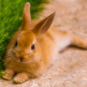 Ensure your rabbit gets the most from its next vet visit by following our easy tips. Ensure your rabbit gets the most from its next vet visit by following our easy tips.