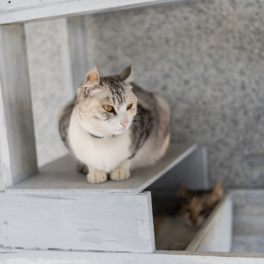 Our tips for choosing a cat sitter. Our tips for choosing a cat sitter.