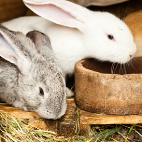Holiday care for small mammals in Bayswater.