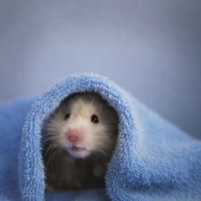Advice from Bayswater Veterinary Clinic on whether your small furry pet will hibernate. Advice from Bayswater Veterinary Clinic on whether your small furry pet will hibernate.